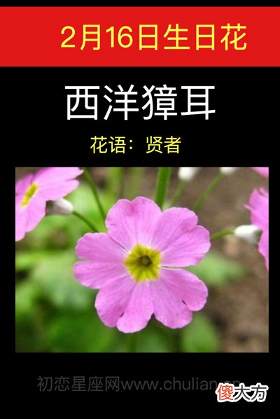 2月16日生日花-西洋獐耳