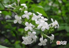 2月10日生日花-丁香花