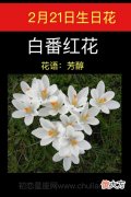 2月21日生日花-白番红花