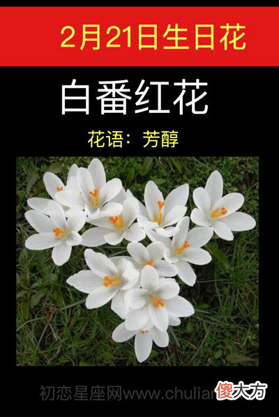 2月21日生日花-白番红花