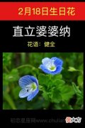 2月18日生日花-直立婆婆纳