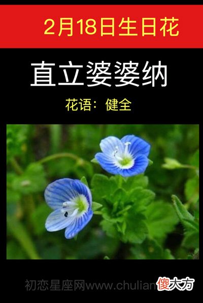 2月18日生日花-直立婆婆纳