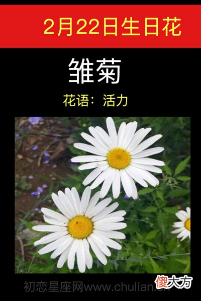 2月22日生日花-雏菊