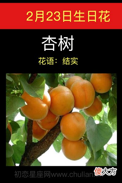2月23日生日花-杏树