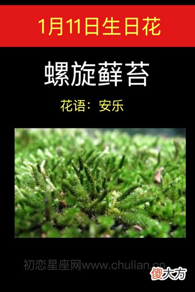 1月11日生日花-螺旋藓苔