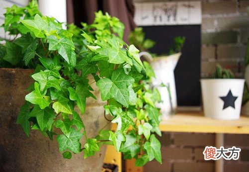 1月15日生日花-花常春藤