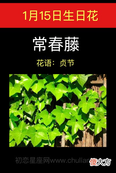 1月15日生日花-花常春藤