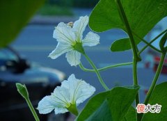 1月12日生日花-葫芦花
