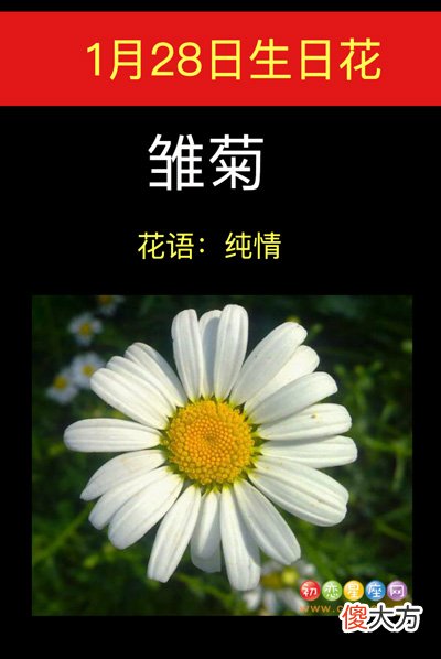 1月28日生日花-雏菊