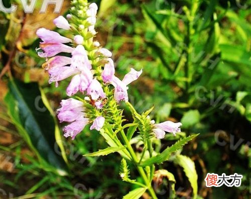 1月20日生日花-野荨麻花
