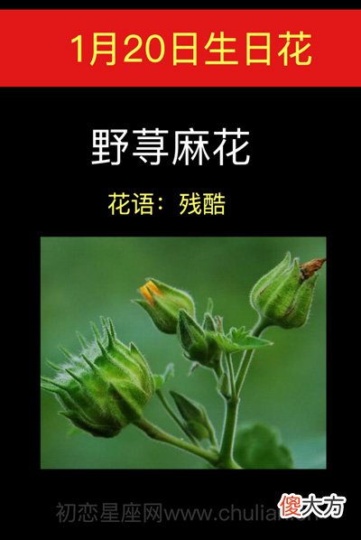 1月20日生日花-野荨麻花