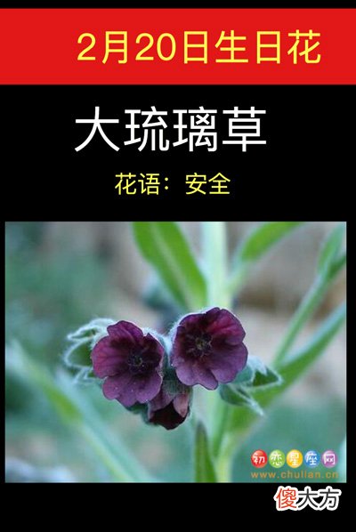 2月20日生日花-大琉璃草