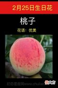 2月25日生日花-桃子