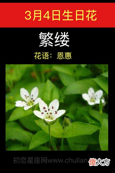 3月4日生日花-繁缕