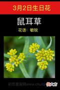 3月2日生日花-鼠耳草