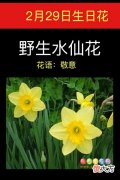 2月29日生日花-野生水仙花