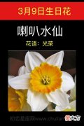 3月9日生日花-喇叭水仙
