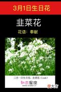 3月1日生日花-韭菜花