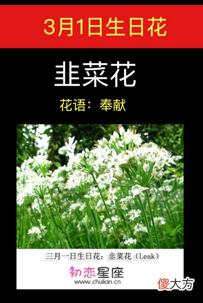 3月1日生日花-韭菜花