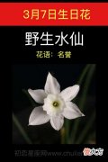 3月7日生日花-野生水仙花