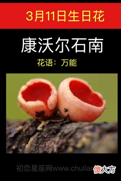3月11日生日花-康沃尔石南