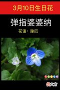 3月10日生日花-弹指婆婆纳