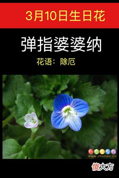 3月10日生日花-弹指婆婆纳