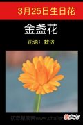 3月25日生日花-金盏花