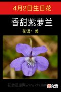 4月2日生日花-香甜紫萝兰