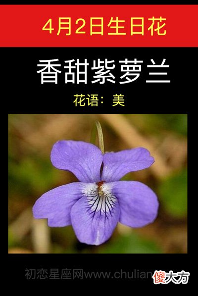 4月2日生日花-香甜紫萝兰