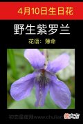 4月10日生日花-野生紫萝兰