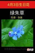 4月3日生日花-绿朱草