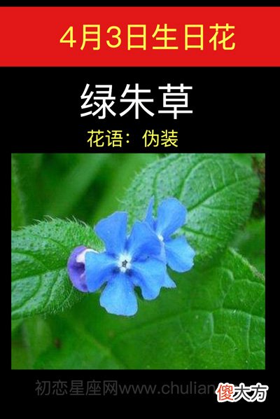 4月3日生日花-绿朱草