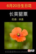 6月20日生日花-长荚罂粟