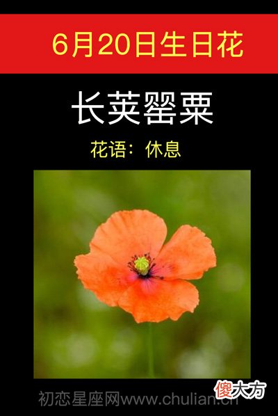 6月20日生日花-长荚罂粟
