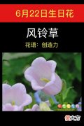 6月22日生日花-风铃草