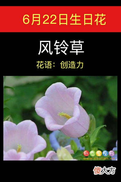 6月22日生日花-风铃草