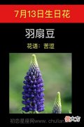 7月13日生日花-羽扇豆