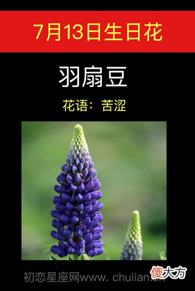 7月13日生日花-羽扇豆