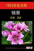 7月3日生日花-锦葵