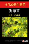 6月29日生日花-佛甲草