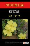 7月8日生日花-待霄草