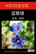 6月2日生日花-蓝繁缕