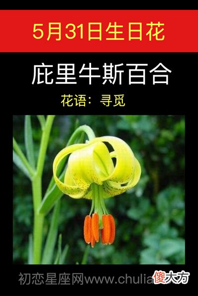 5月31日生日花-庇里牛斯百合