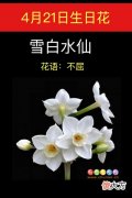 4月21日生日花-雪白水仙