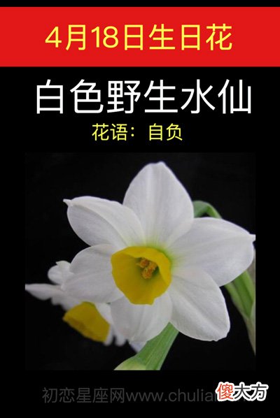 4月18日生日花-白色野生水仙