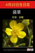 4月22日生日花-袋草