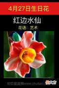 4月27日生日花-红边水仙