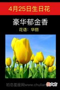 4月25日生日花-豪华郁金香