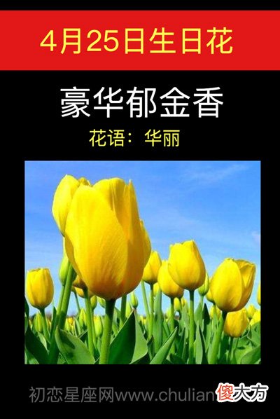 4月25日生日花-豪华郁金香